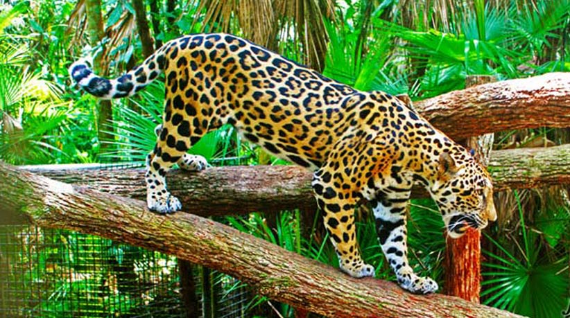 Belize zoo Jaguar