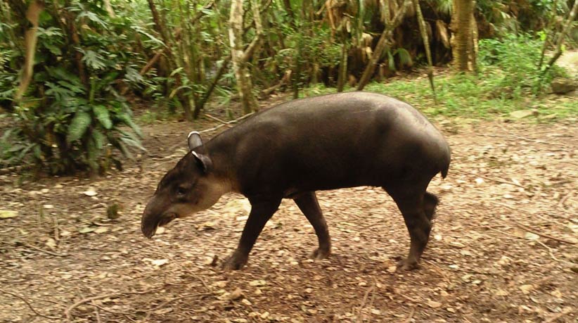 Tapir in Zoo