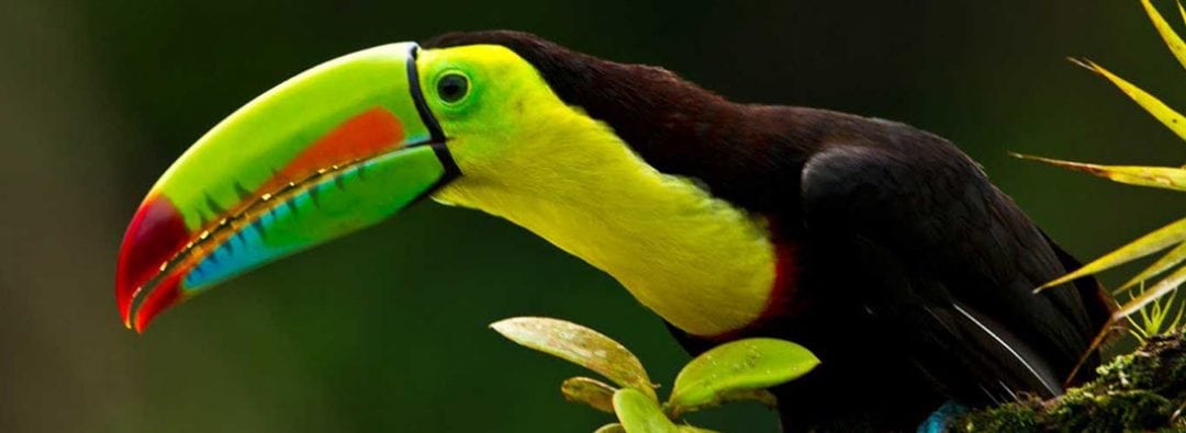 Keel Billed Toucan at The Belize Zoo