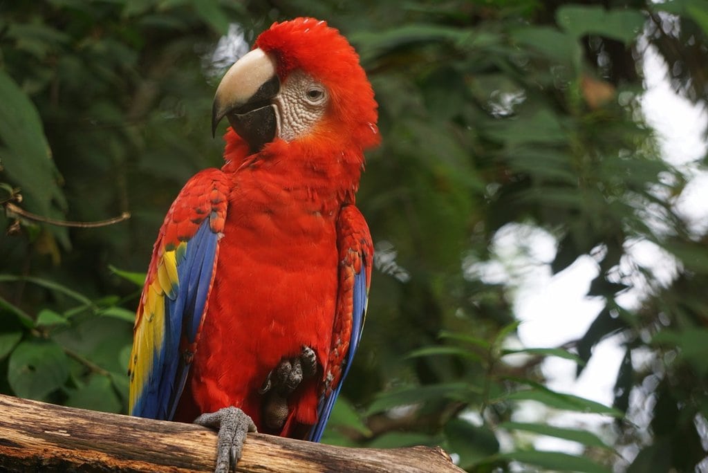 The Scarlet Macaw Parrot Picture