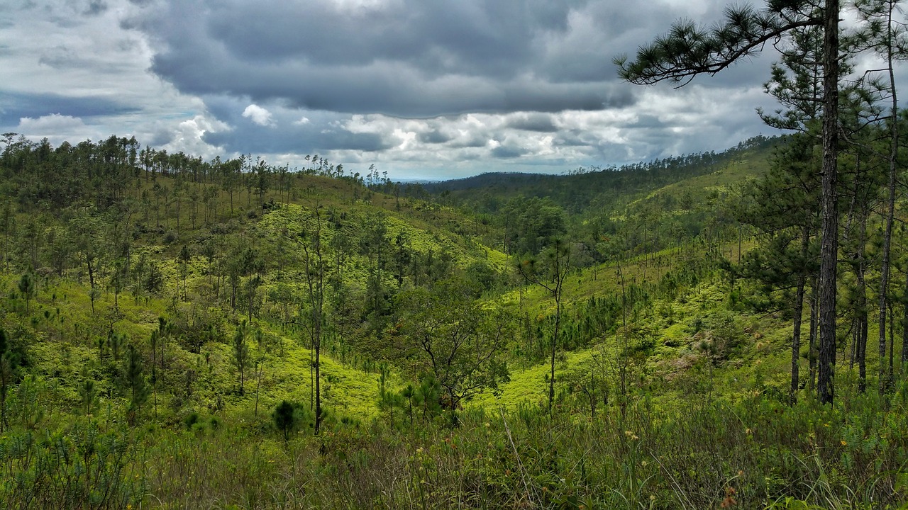 Mountain Pine Ridge Tour